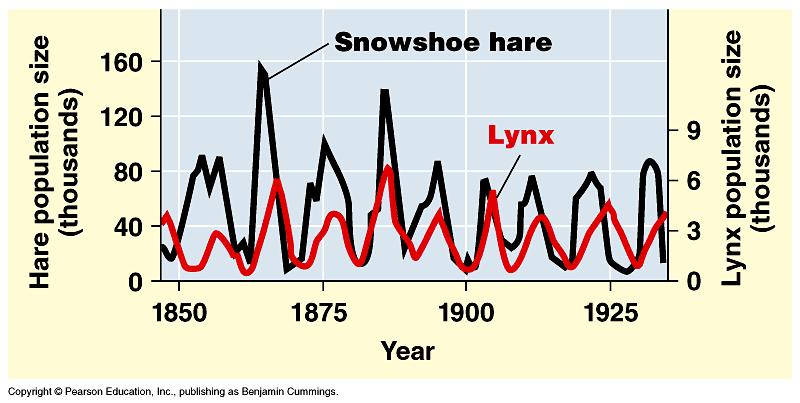 As hare # s drop, there is less food for the lynx, so lynx # s drop again and the cycle continues.