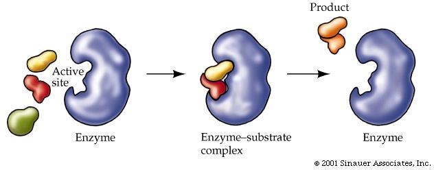 Mechanism of enzyme reaction The action of an enzyme can best be explained by using lock and key hypothesis, with the substrate