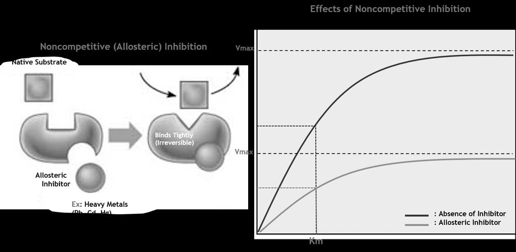 Figure 13: Non-Competitive / Allosteric Enzyme Inhibition