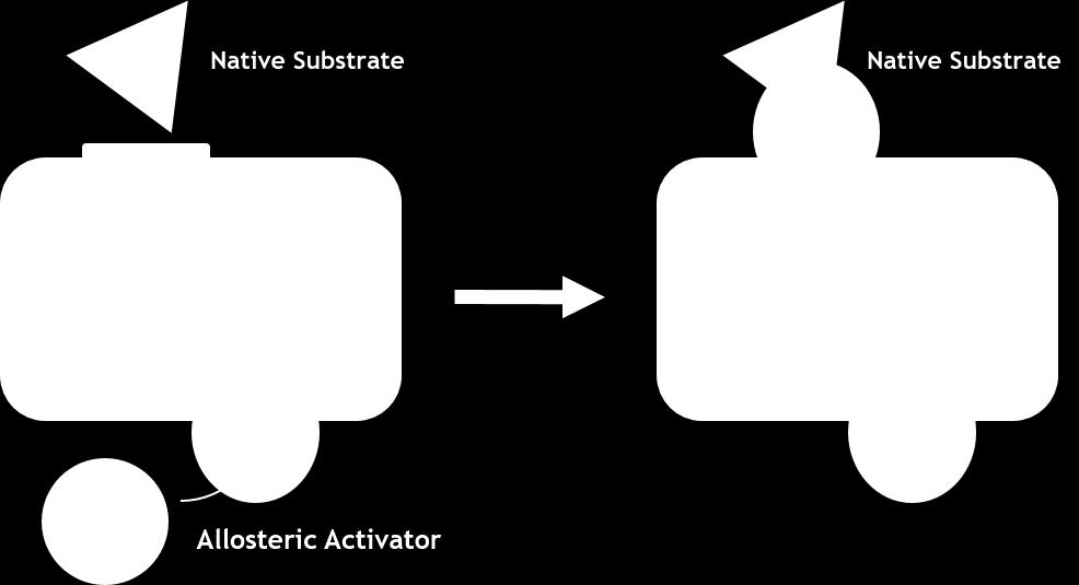 Mechanisms of Enzyme Activation Figure 14: Allosteric