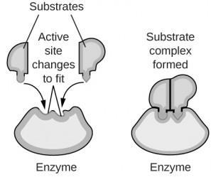 Enzyme Binding Models There exists two models / hypotheses to explain the interaction between an enzyme s active site & a