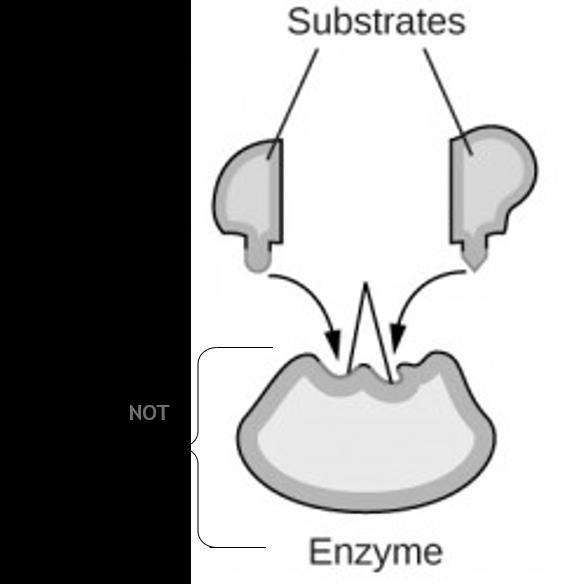 Key Model: the enzyme s active site is rigid with a fixed shape.
