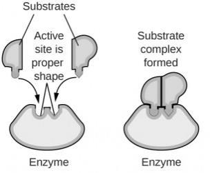 substrate. To explain this observation, a new enzyme binding model was proposed Figure 6.