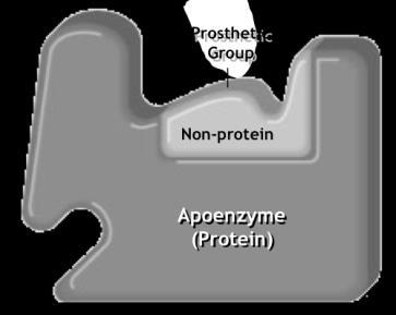 pepsin, a protein degrading enzyme formed in the