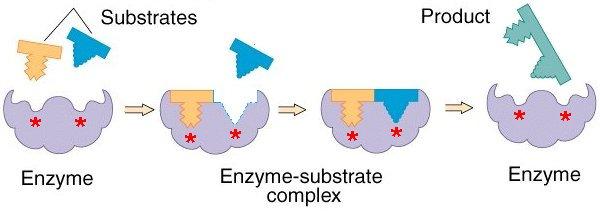 Binding of the first substrate (gold) induces a conformational shift (angular contours) that facilitates binding of the