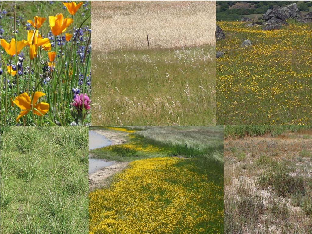 So not surprisingly, California s grasslands are extremely diverse, varying in the relative dominance of species and functional groups, such as forbs vs. grasses, annuals vs.