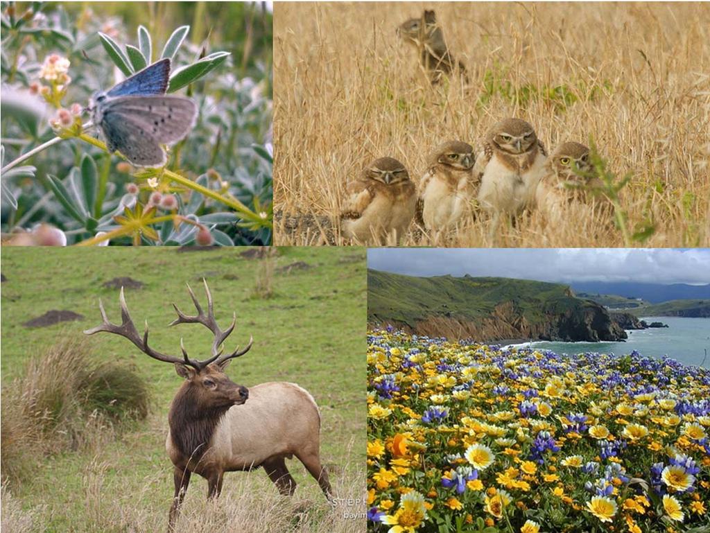 Despite the dominance by invasive species, our grasslands are a diversity hotspot A 30 x 30m area typically contains