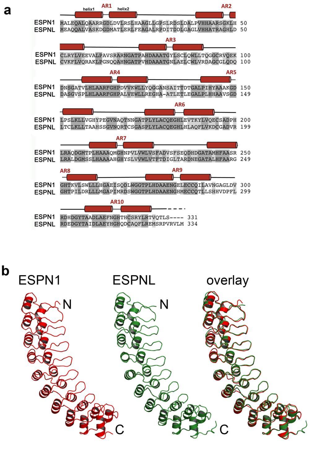 Supplementary Figure 11. Structural similarities of ESPN-1 and ESPNL ankyrin-repeat domains.
