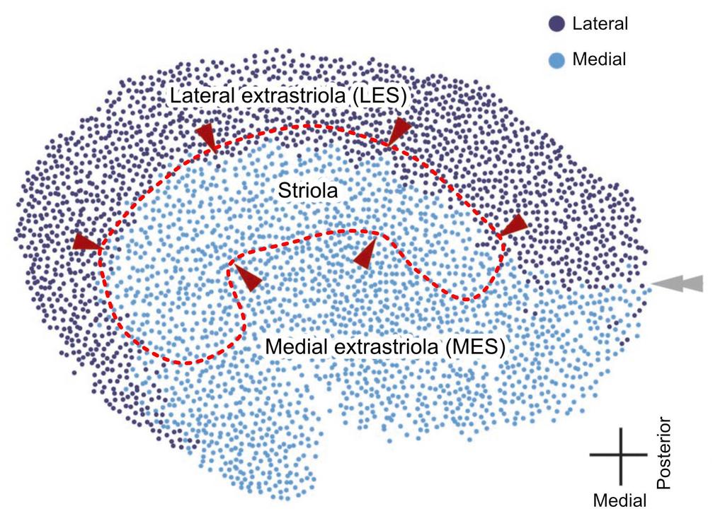 Supplementary Figure 2. Morphology of the mouse utricle. Figure depicts the hair cells of a single utricle; each dot corresponds to one hair cell.
