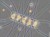 Tracers Of Phytoplankton with Allometric Zooplankton (TOPAZ) simulates the mechanisms that control the ocean carbon