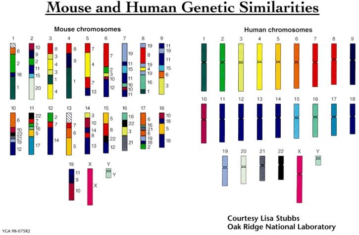 Genome Rearrangements Recall what we saw earlier: 99% of mouse genes have homologues in human genome. 96% of mouse genes are in same relative location to one another.