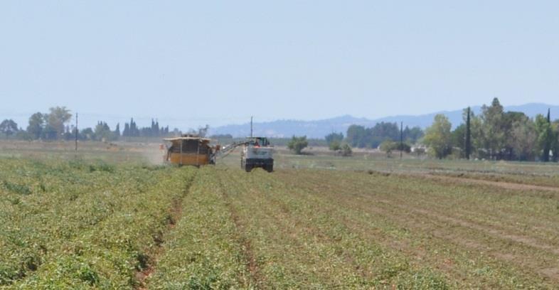 This fresh cut alfalfa is one of many crops this ranch is capable of producing.