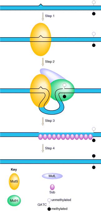 The system consists of MUT proteins (S, L, H), these proteins detect a certain lesion after replication, Mut S Binds to the mismatch site and forms a complex with Mut L, the formation of this complex