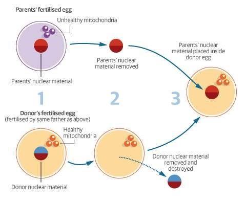Mitochondria is inherited from mothers; so defective mitochondria can be transmitted only from a female to her baby.
