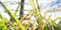 Maximize Attractive Business Opportunities in BioScience Leverage complementary offerings between Crop Protection and BioScience Agricultural