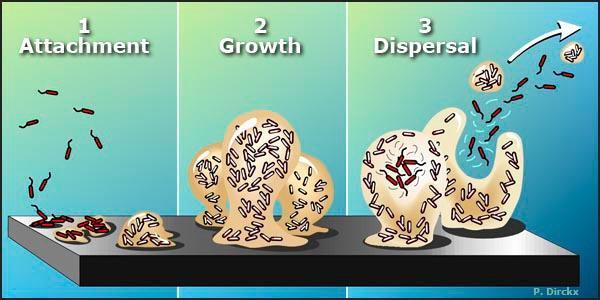 Stages of Biofilm