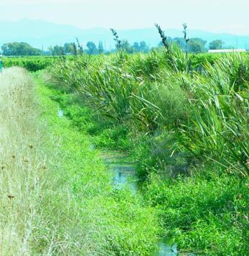However, riparian protection and planting can offer advantages for stock management and also provide water quality benefits such as: Significantly reduced nutrient and contaminant inputs to streams.