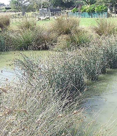 Improved stream habitat due to lower water temperature extremes and fewer algal blooms as a result of shading. More stabilised stream banks, either directly or indirectly, from the exclusion of stock.
