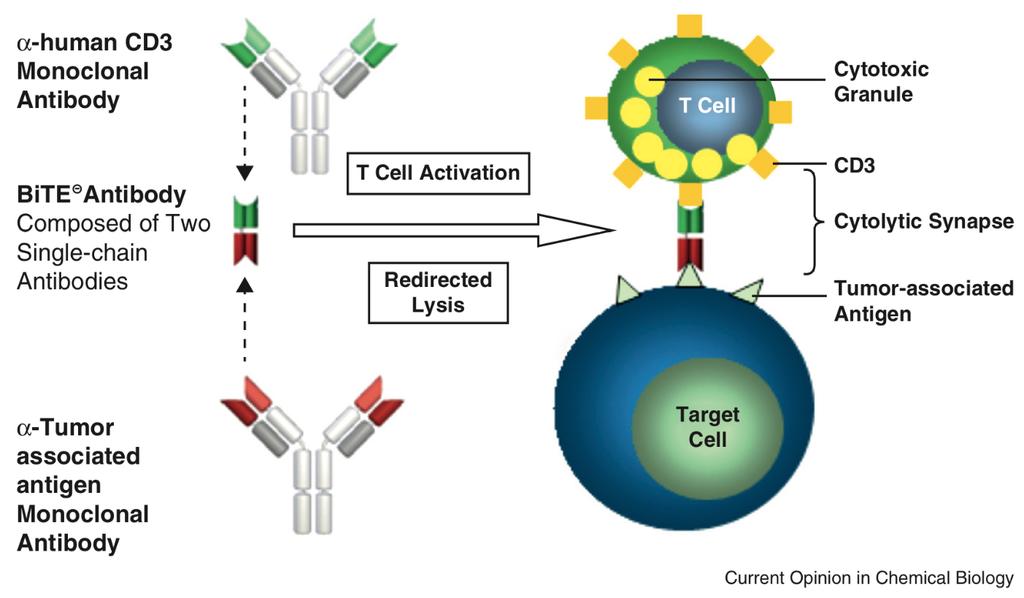 BLINATUMOMAB (AMG103) Antibody construct direct against the pan-b cell