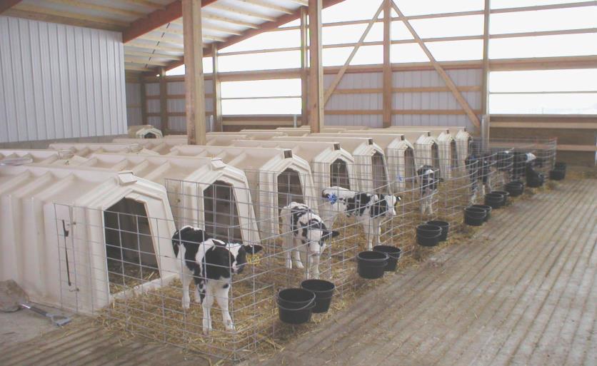 Calf Rearing Costs 2013 ICPA Project 13 County and