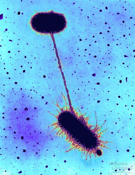 Transduction: phages that carry bacterial genes from 1 host