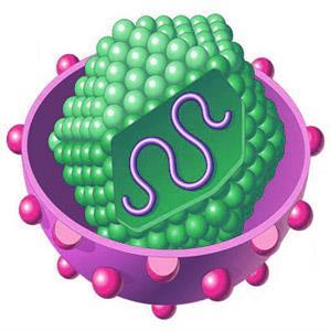 Viruses Very small (<ribosomes) Components = nucleic acid + capsid Nucleic acid: DNA or RNA (double or single-stranded) Capsid: protein shell Some viruses also have viral