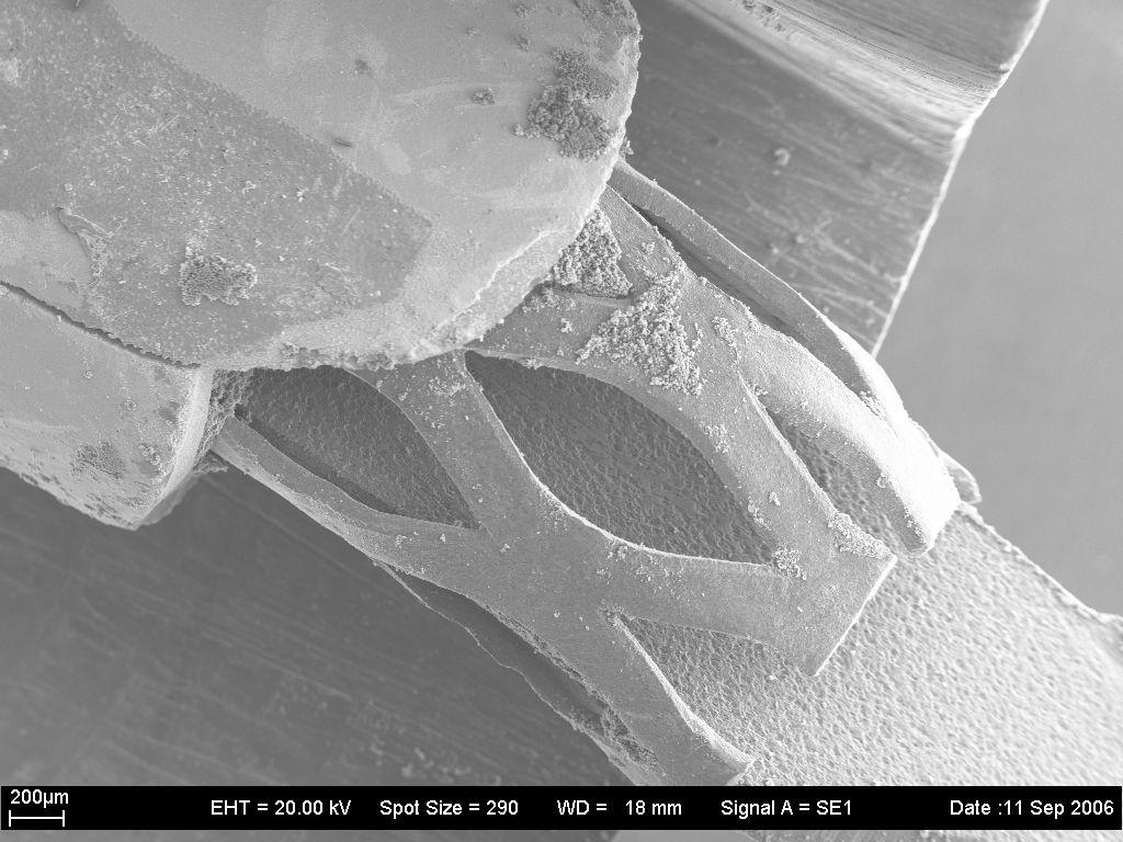 SEM Images cell with