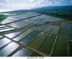Shrimp Producer Survey: Issues & Challenges Asia 1. Disease 2. Seed stock quality and availability 3.