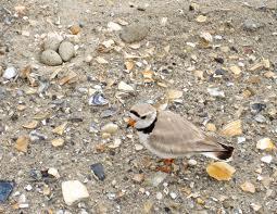 Piping plover habitat and sea level rise