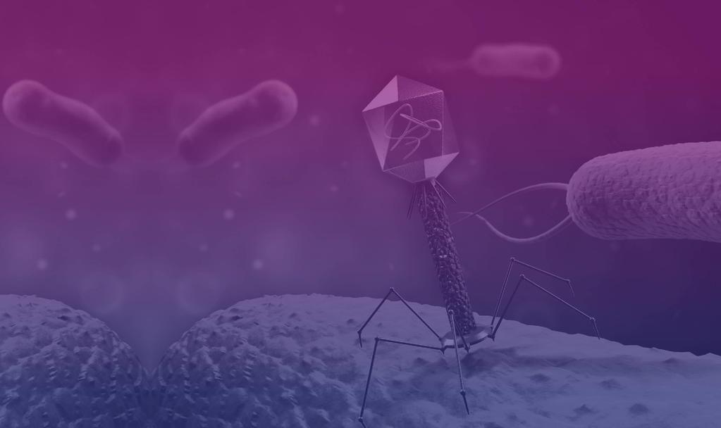 Customized Phage Therapies To Eradicate Harmful Bacteria In