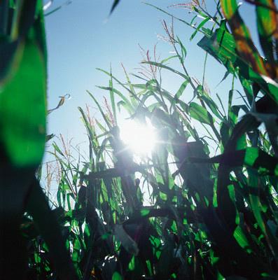 The starch, or energy, from the corn is refined into liquid ethanol.