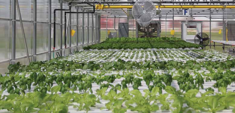 Growing Systems NFT Systems Stuppy s NFT systems make growing easy by economizing space and offering flexibility, while maximizing crop propagation and turnover.