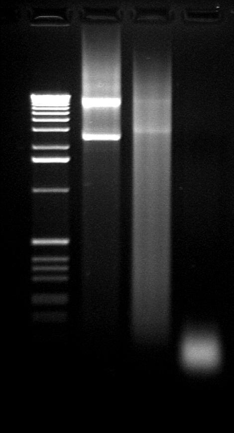 M 1 2 3 control unsuccessful well Figure 4. DSN activity testing. Samples containing 2 ng of plasmid DNA were incubated with or without DSN in 1x DSN master buffer for 7 min at 65 O C.