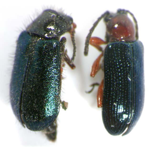 CLB Life Stages Adult Lookalike spp. Several other small beetles that may look similar.
