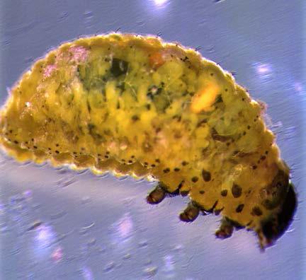 T. julis larvae