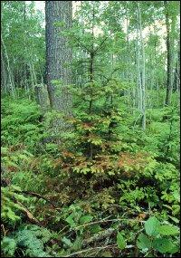 The Problem Balsam Fir Balsam Fir Flamable Resinous Bark Easily Ignited Needles Susceptible to Spruce Budworm Infestation Needle Cast