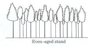 Many of Our Stands Are Even-Aged Trees about same height Diameters are different, yet trees