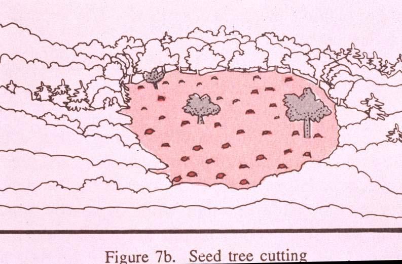 Seed Tree Leave 5-10 desirable trees per acre For seed, visual relief Good