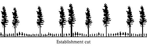 Two-aged stands Seed tree cuts, deferred shelterwoods, shelterwood with reserves, clearcuts with reserves can be considered two-aged stands as long as some of the original overstory trees remain in