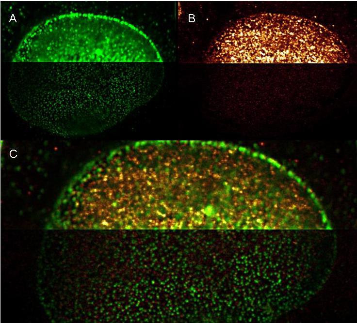 Shown here are:a. (Green) Mouse anti NuP (NuP=Nuclear Pore Protein) detected with Dylight 488 Goat anti mouse (610-141-121)B.