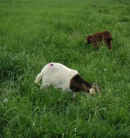 pasture 24 pasture Grazing Period Continuous 7-10 days 3-5 days