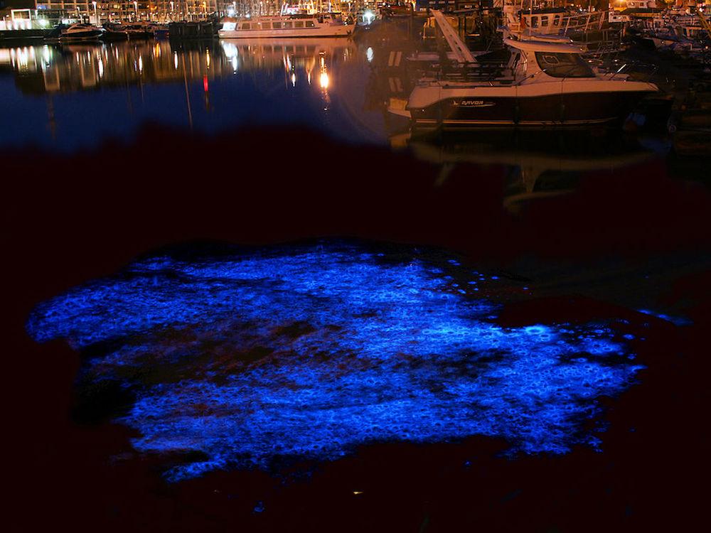 The chemical reaction that causes bioluminescence needs two chemicals: luciferin and either luciferase or photoprotein.