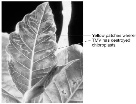 6 Tobacco mosaic virus (TMV) is a disease affecting plants. The diagram below shows a leaf infected with TMV.