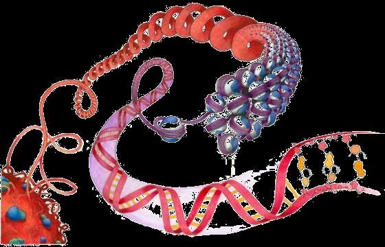 Epigenetics Epigenetic can be used to describe anything other