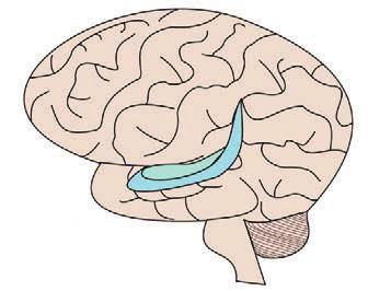 Frontal Lobe Parietal Lobe Temporal Lobe Hippocampus Entorhinal Cortex Cerebellum Brainstem Figure 2: Areas of the Brain curately pick up a water bottle, or type on a keyboard.
