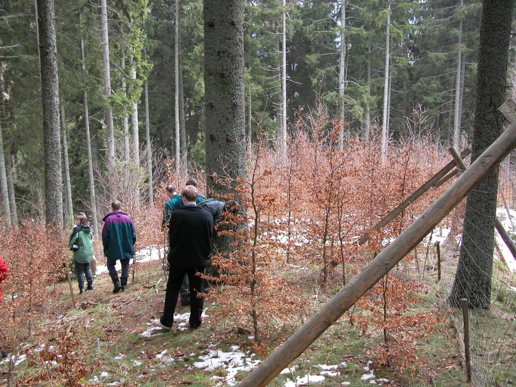 Underplanting beech in spruce forests 1) Many