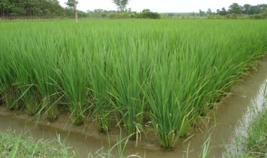 Crop Growth Rate The increase in CGR in SRI crops was mainly due to maintenance of leaf area