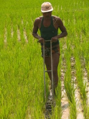 14 Kg per man-days 35 23 Kg per ha land 6377 4487 Liter water per kg 1571 2801 SRI enhance paddy yields,