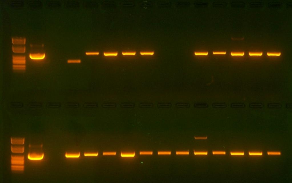 3. Molecular analysis PCR with 6 different primer combinations StMYB1R-1, rd29ap, GUS, vector-specific 92 plants selected for genomic DNA isolations 83 lines were found to contain the expected