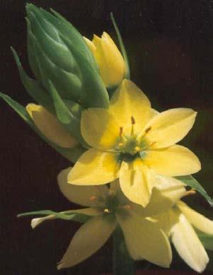 Background: Ornithogalum Indigenous flower species Popular for pot